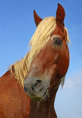 bir at başı kapatmak kırsal manzara gökyüzüne karşı