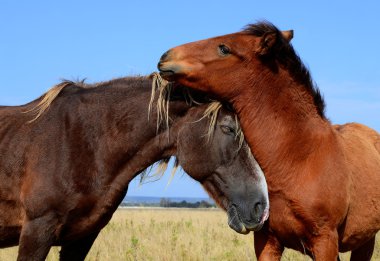 Kırsal alanda yaz otlaklarında atlar