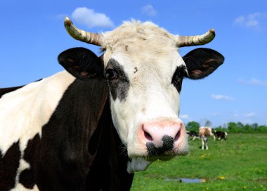 bir inek bir yaz bir yaz kırsal manzara mera