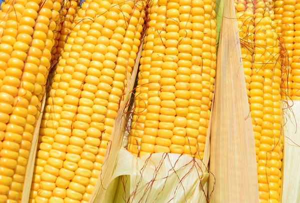Rijpe maïs in het rurale landschap. — Stockfoto