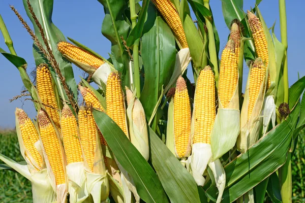 Кукурудза в сільському ландшафті . — стокове фото
