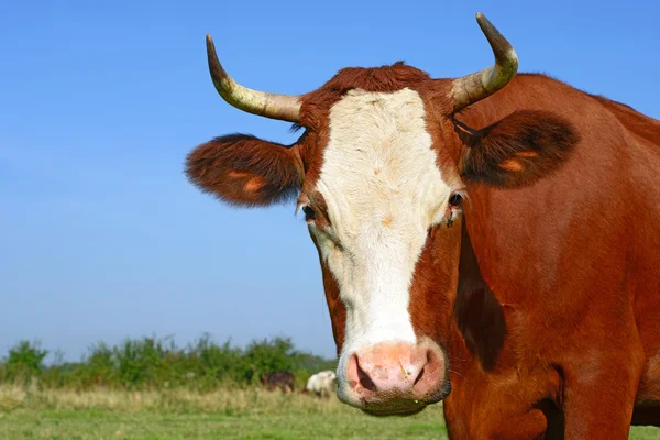 Eine Kuh auf einer Sommerweide in einer ländlichen Sommerlandschaft. — Stockfoto