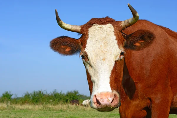 Uma vaca em um pasto de verão em uma paisagem rural de verão . — Fotografia de Stock