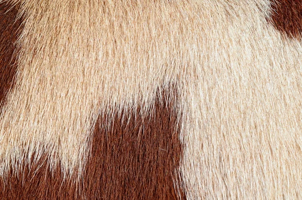 牛の皮膚のフラグメントを背景の写真をクローズ アップ — ストック写真