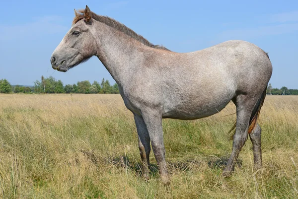 A horse on a summer pasture in a rural landscape. — Stock Photo, Image