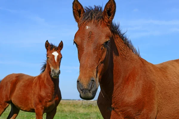 Hästar på en sommarhage i ett lantligt landskap — Stockfoto