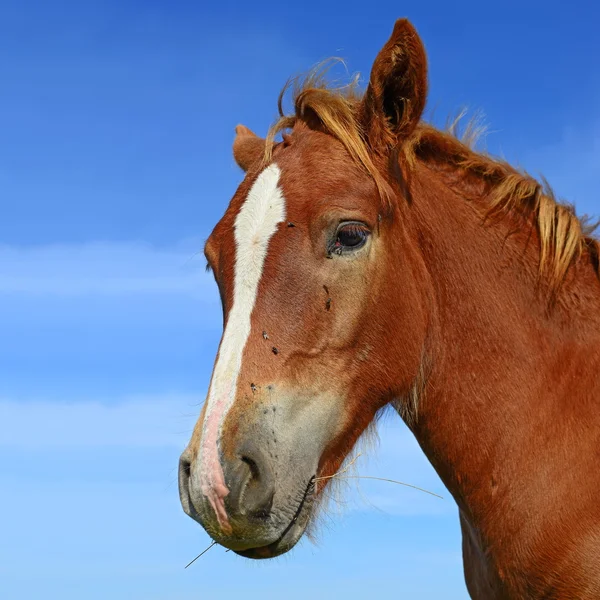 En chef för en häst nära upp mot himlen i en landsbygdens landskap — Stockfoto