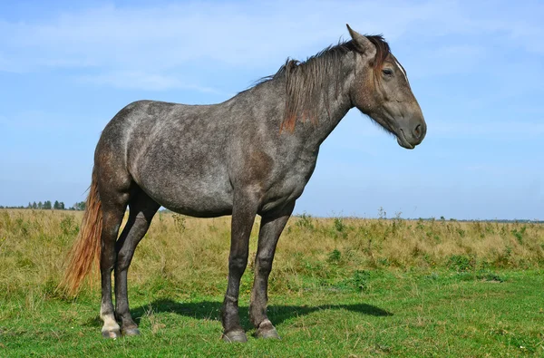 Un caballo en un pastizal de verano en un paisaje rural . — Foto de Stock