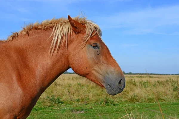 Um cavalo num pasto de verão numa paisagem rural . — Fotografia de Stock