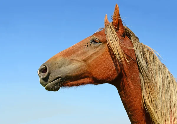 一匹马的头靠在乡村景观的天空关闭 — 图库照片