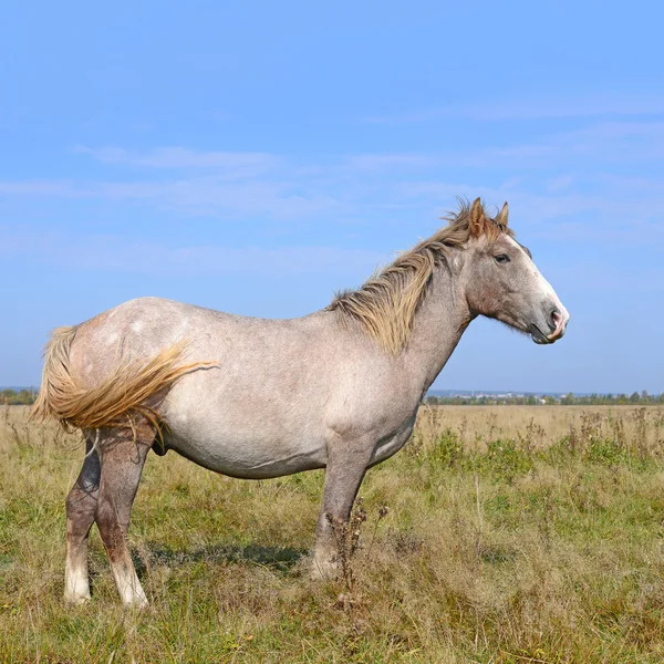 Un cavallo su un pascolo estivo in un paesaggio rurale . — Foto Stock