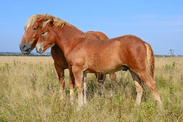 Koně na letní pastvině ve venkovské krajině — Stock fotografie