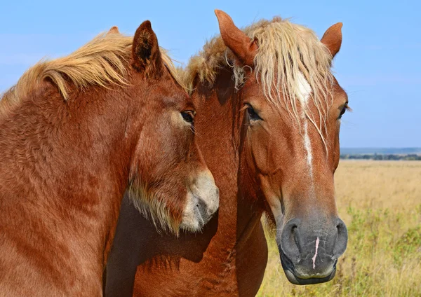 Cavalos em um pasto de verão em uma paisagem rural — Fotografia de Stock