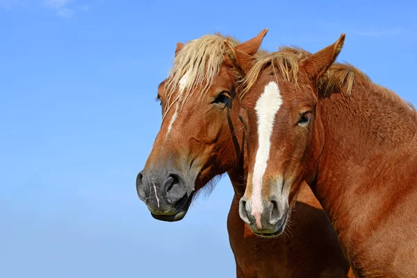 Cavalli su un pascolo estivo in un paesaggio rurale — Foto Stock
