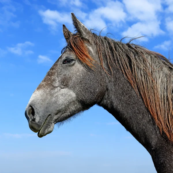 Cabeza de caballo que se acerca al cielo en un paisaje rural —  Fotos de Stock