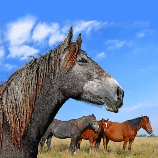 Caballos en un pastizal de verano en un paisaje rural — Foto de Stock