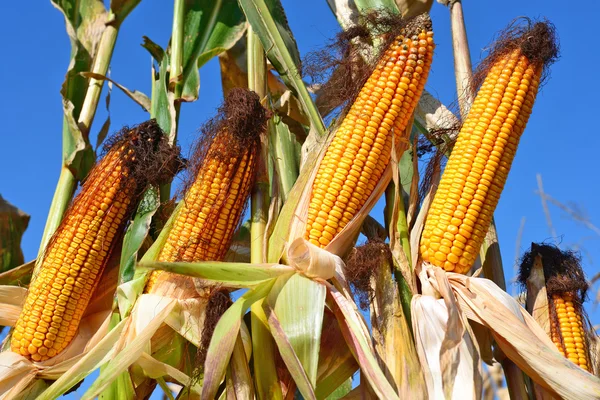 Dojrzała kukurydza w wiejski krajobraz. — Zdjęcie stockowe