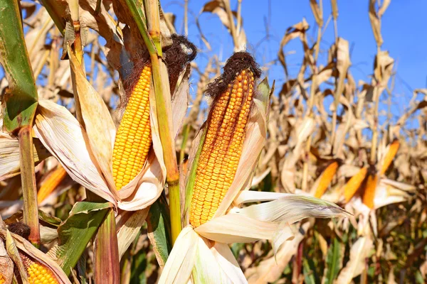 A vidéki táj érett kukorica. — Stock Fotó
