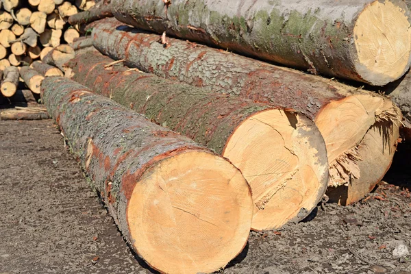 Przygotowania i składowania drewna w przemysłowym krajobrazie. — Zdjęcie stockowe