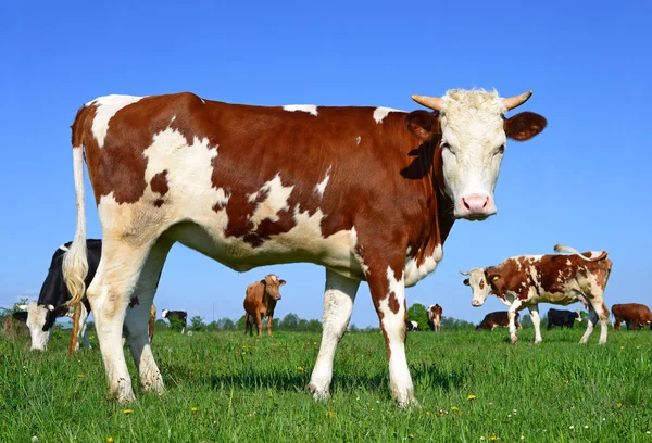 Kalven på en sommar betesmark i landsbygdens landskap — Stockfoto