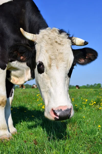 Una mucca su un pascolo estivo in un paesaggio rurale estivo — Foto Stock