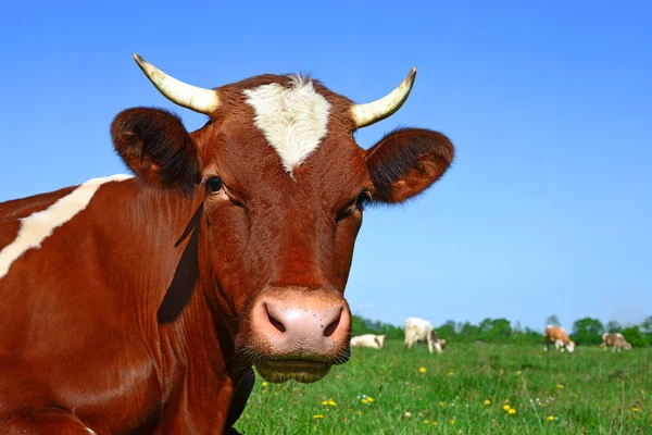 Una vaca en un pasto de verano en un paisaje rural de verano — Foto de Stock