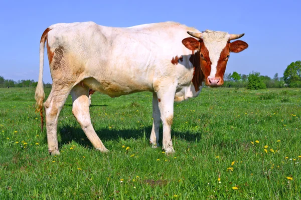 The calf on a summer pasture in a rural landscape — Stock Photo, Image