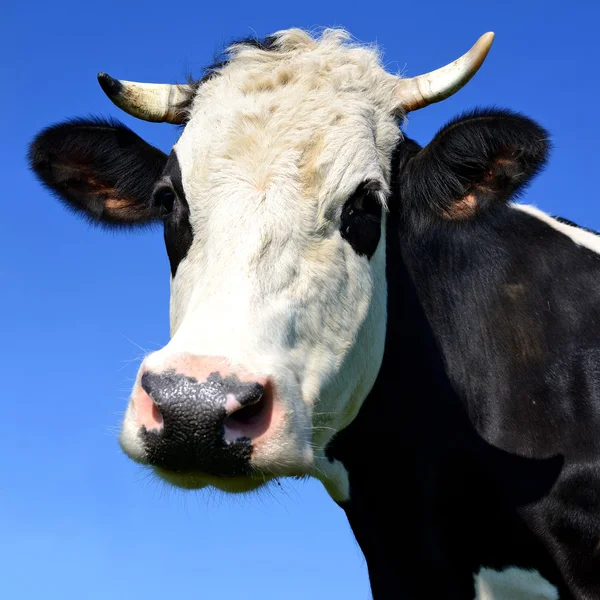Una cabeza de vaca cerca contra el cielo en un paisaje rural —  Fotos de Stock