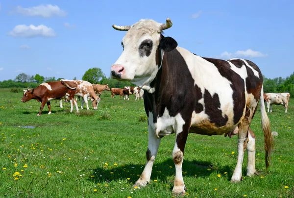 Vacas em um pasto de verão em uma paisagem rural de verão — Fotografia de Stock