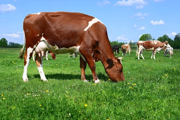 Vacas em um pasto de verão em uma paisagem rural de verão — Fotografia de Stock