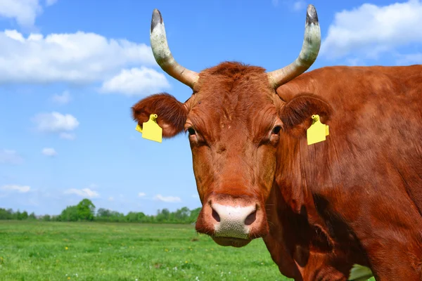 Une tête de vache près d'un pâturage dans un paysage rural — Photo