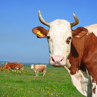 bir inek başkanı kapatmak kırsal manzara mera karşı