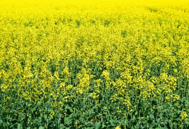 Tecavüz kırsal peyzaj