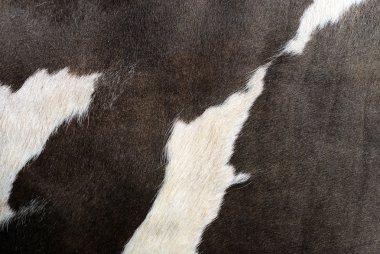 bir deri bir inek bir yakın çekim bir arka plan resmi