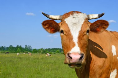 bir inek başkanı kapatmak kırsal manzara mera karşı