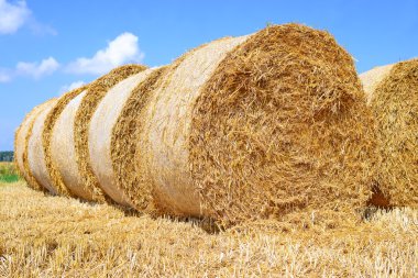 Kırsal alanda saman hasat etmek