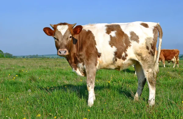 Kalven på en sommar betesmark i landsbygdens landskap — Stockfoto