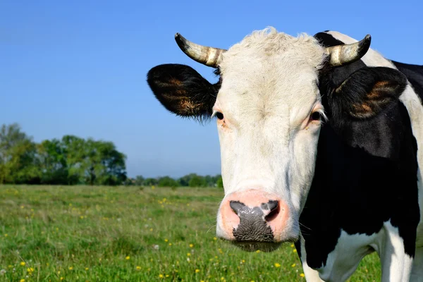 Hlava krávy uzavřít proti pastviny ve venkovské krajině — Stock fotografie