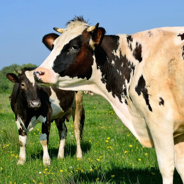 Uma cabeça de uma vaca fecha-se contra um pasto em uma paisagem rural — Fotografia de Stock