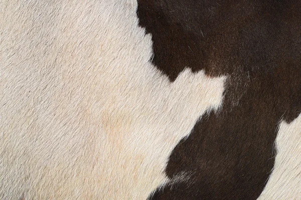 一个片段的一头母牛的皮肤在背景照片上关闭 — 图库照片