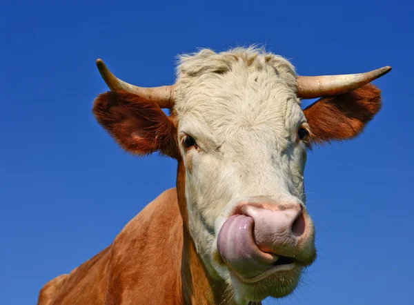 Une tête de vache près du ciel dans un paysage rural . — Photo