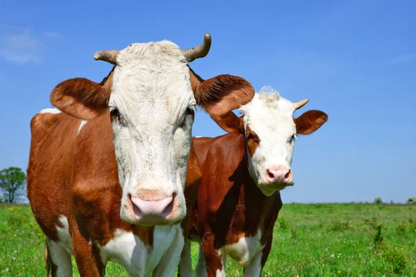 Vacas em um pasto de verão — Fotografia de Stock