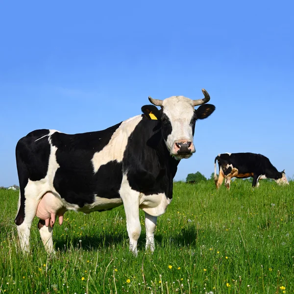 Cow on a summer pasture — Stock Photo, Image