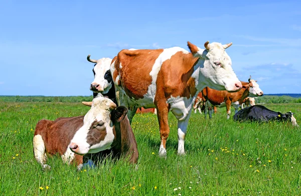 Vaci pe o pășune de vară — Fotografie, imagine de stoc