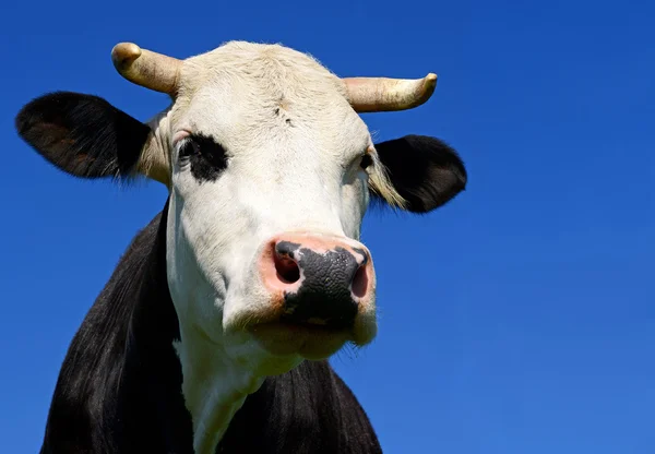 Una cabeza de vaca cerca contra el cielo en un paisaje rural . —  Fotos de Stock