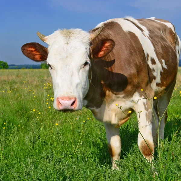 El ternero en un pasto de verano en un paisaje rural — Foto de Stock