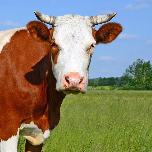 Une tête de vache près d'un pâturage dans un paysage rural — Photo