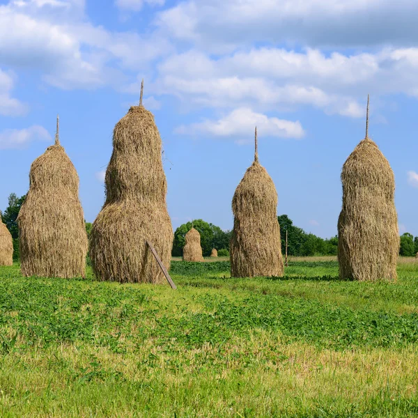 Hay in stapels in een landelijke landschap van zomer — Stockfoto