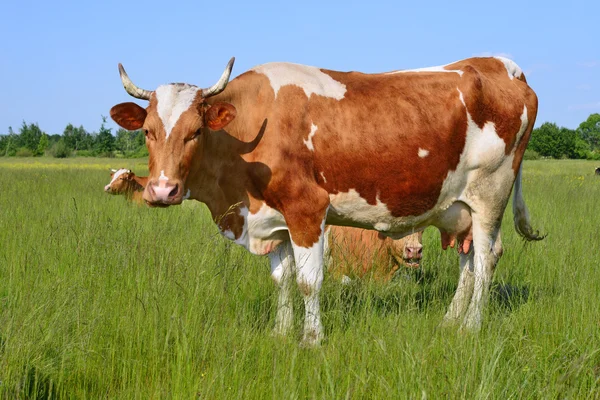 Koeien op een zomerweide — Stockfoto