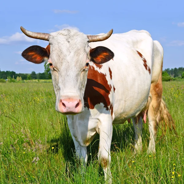 Yaz otlağında inekler